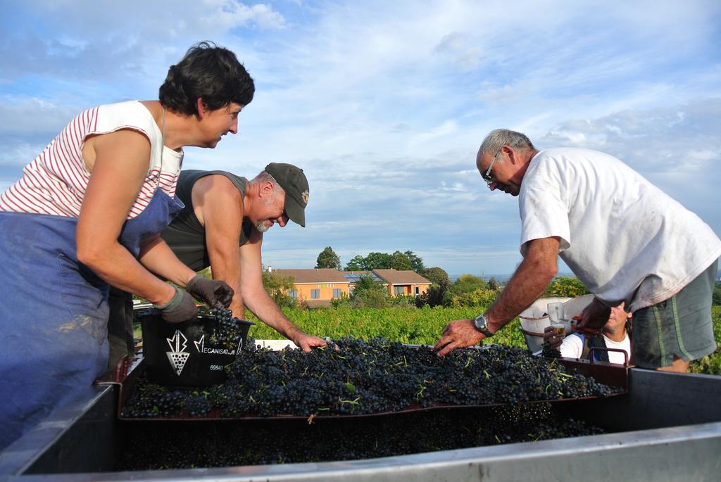 Des Vignes Hotel 3*